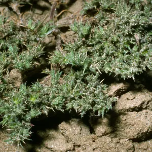 San Nicolas Island, Loeflingia squarrosa, SN-340