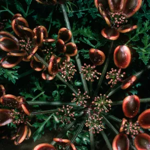 San Nicolas Island, Lomatium insulare, Beach Road