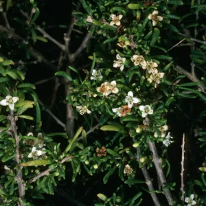 San Nicolas Island, Lycium californicum