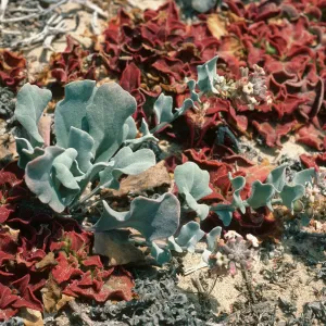 San Nicolas Island, Dithyrea maritima, East of Seal Beach (Southwest end)