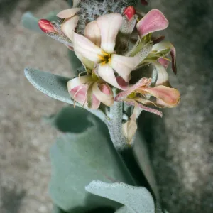 San Nicolas Island, Dithyrea maritima, Vizcaino Peninsula