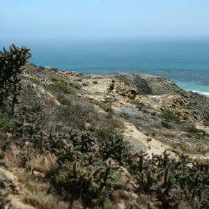 San Nicolas Island, Opuntia prolifera, Southeast part of island, by field station