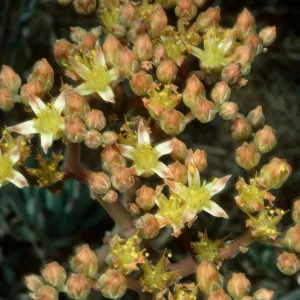 San Nicolas Island, Dudleya virens, West of NAVFAC