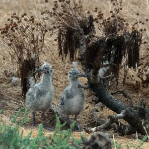 East Anacapa Island, Western Gull chicks