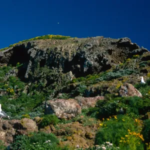 West Anacapa Island, Gulls, Coreopsis, North slopes, near Rat Rock