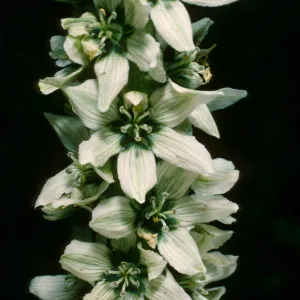 Veratrum californicum, Corn Lily, Onion Valley, Sierra Nevada