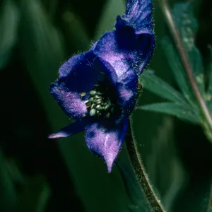 Aconitum, Onion Valley, Sierra Nevada
