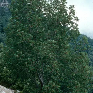 Arbutus menziesii, Cone Peak, Big Sur