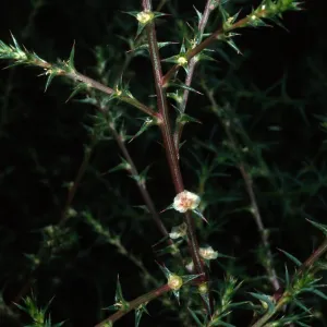 Salsola tragus, San Miguel Island, Beach Road, Metric site