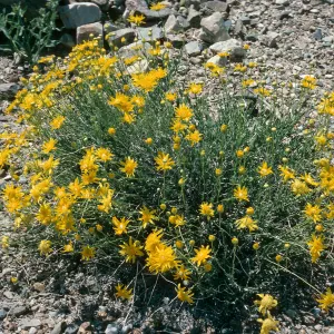 Acamptopappus shockleyii, Death Valley National Park, Saline Valley