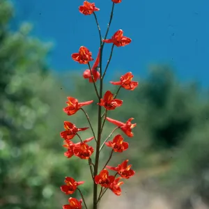 Delphinium cardinale, ruins- East Camino Cielo