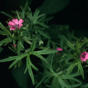 Geranium dissectum, Montana de Oro, Coon Creek
