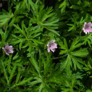 Gernaium dissectum, Santa Barbara Botanic Garden
