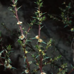 Salsola tragus, San Miguel Island, Beach Road, Metric site