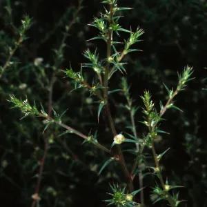 Salsola tragus, San Miguel Island, Beach Road, Metric site