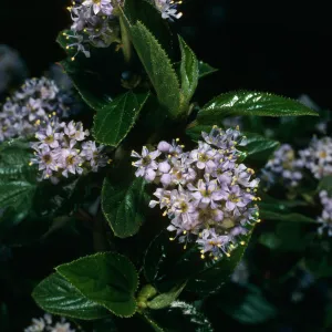 Ceanothus oliganthus, Tunnel Trail