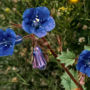 Phacelia, Joshua Tree, South end