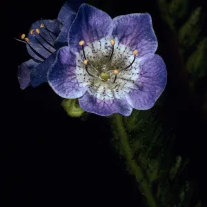 Phacelia viscida, Tunnel Trail