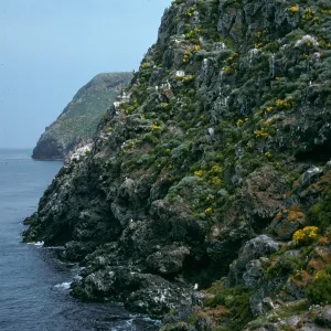 West Anacapa Island, onshore bluffs, just East of Rat Rock