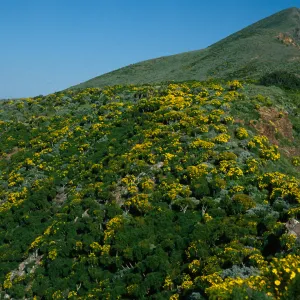 West Anacapa Island, Coreopsis, West end