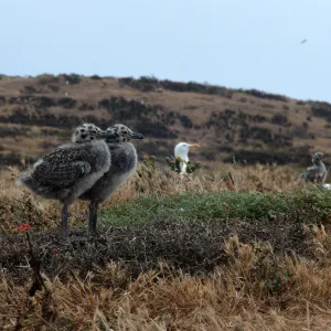 East Anacapa Island, Western Gull chicks