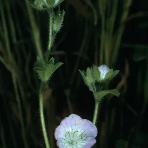 San Miguel Island, Phacelia insularis, West side of Cuyler Harbor