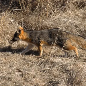 Catalina Island, island fox from KBRT Road
