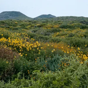 San Martin Island, Encelia, Lycium, Amsinckia, trail to crater