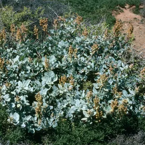 West San Benito Island, Atriplex barclayana, Northwest side