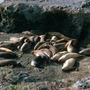 Elephant seals, San Benito Island