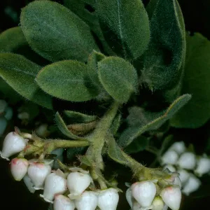 Arctostaphylos confertiflora (Santa rosa island manzanita, SBBG