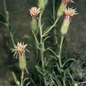 Brickellia oblongiflora var. linifolia, Eureka Valley/ Saline Valley Road
