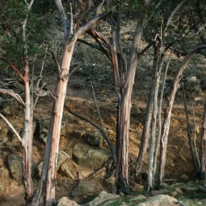 Santa Rosa Island, Lyonothamnus, canyon, West of Peak 107, West of South Point ridge