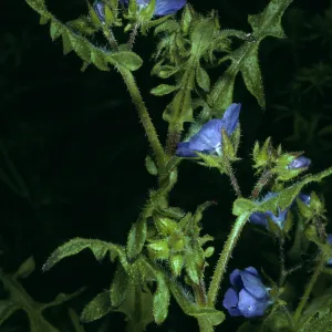  Pholistoma auritum, Cave Canyon