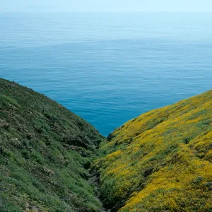 Santa Barbara Island, Cliff Canyon, N-facing slope on right