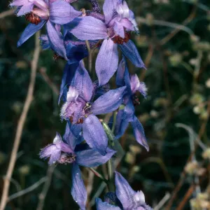 Delphinium, Providence Mountains, Mojave National Preserve