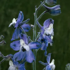 San Clemente Island, Delphinium variegatum thornei, Middle Ranch Canyon, SCI-212