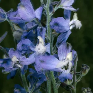 San Clemente Island, Delphinium variegatum thornei, Middle Ranch Canyon, SCI-212