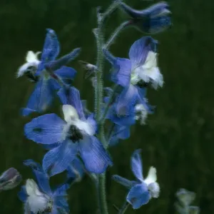 San Clemente Island, Delphinium variegatum thornei, Middle Ranch Canyon, SCI-212