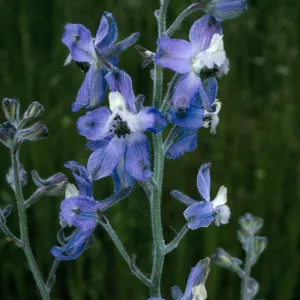 San Clemente Island, Delphinium variegatum thornei, Middle Ranch Canyon, SCI-212