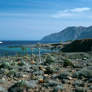 Cedros Island, North of Campo Punta Norte