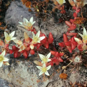 Santa Cruz Island, Dudleya nestioca, Fraser Point