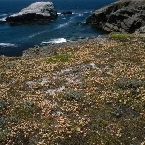 Santa Cruz Island, Dudleya nestioca, Fraser Point
