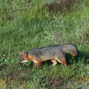 Santa Cruz Island, island fox, East of Christy Ranch
