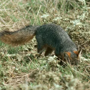 Santa Cruz Island, island fox, East of Christy Ranch