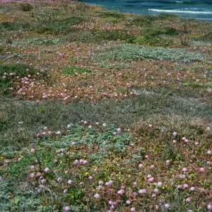 Santa Cruz Island, Abronia umbellata, Fraser Point Peninsula