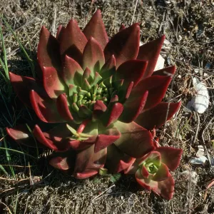 Santa Cruz Island, Dudleya candelabrum, Fraser Point Road