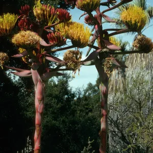 Santa Barbara Botanic Garden, Agave shawii, Desert Section
