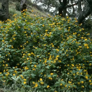 Venegasia carpesioides, Prisoners Harbor/Pelican Bay, Santa Cruz Island