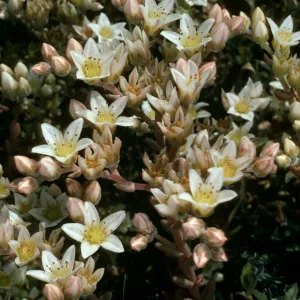 Dudleya nestiotica, Forneys Cove, Santa Cruz Island